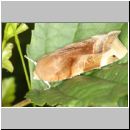 Noctua fimbriata - Bunte Bandeule - Niedringhaussee-TUEP 01b.jpg